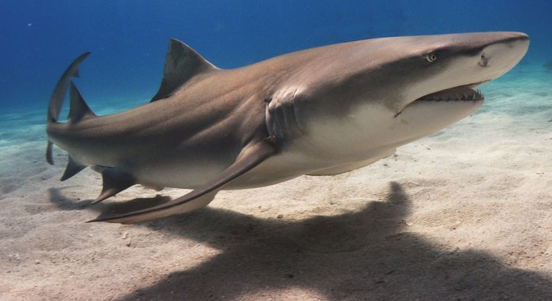 Lemon Shark: The Yellow-Hued Hunter