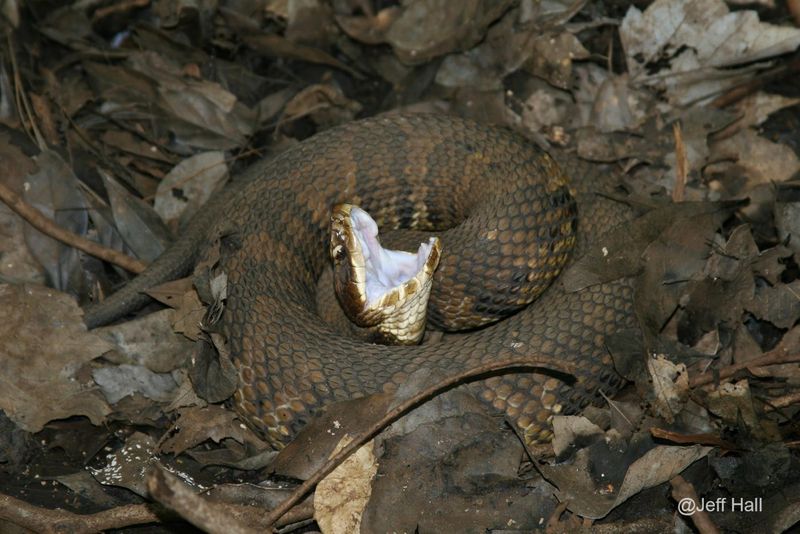 Cottonmouth (Agkistrodon piscivorus)
