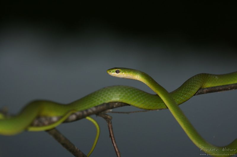 Rough Green Snake: The Living Vine