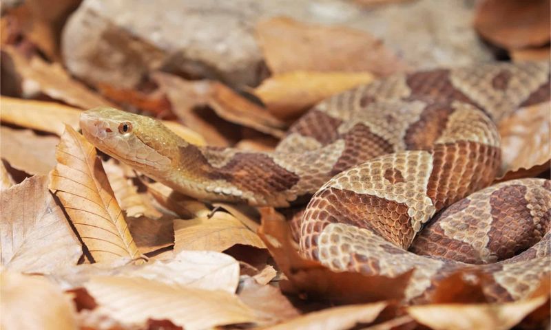 Copperhead Snake: The Camouflage Master