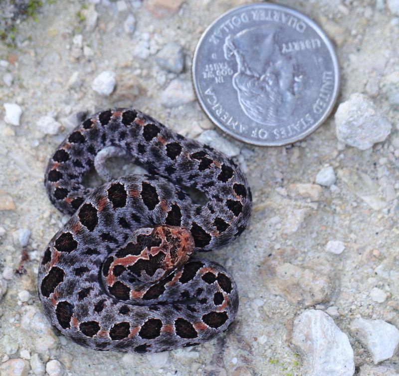 Pygmy Rattlesnake: The Tiny Terror