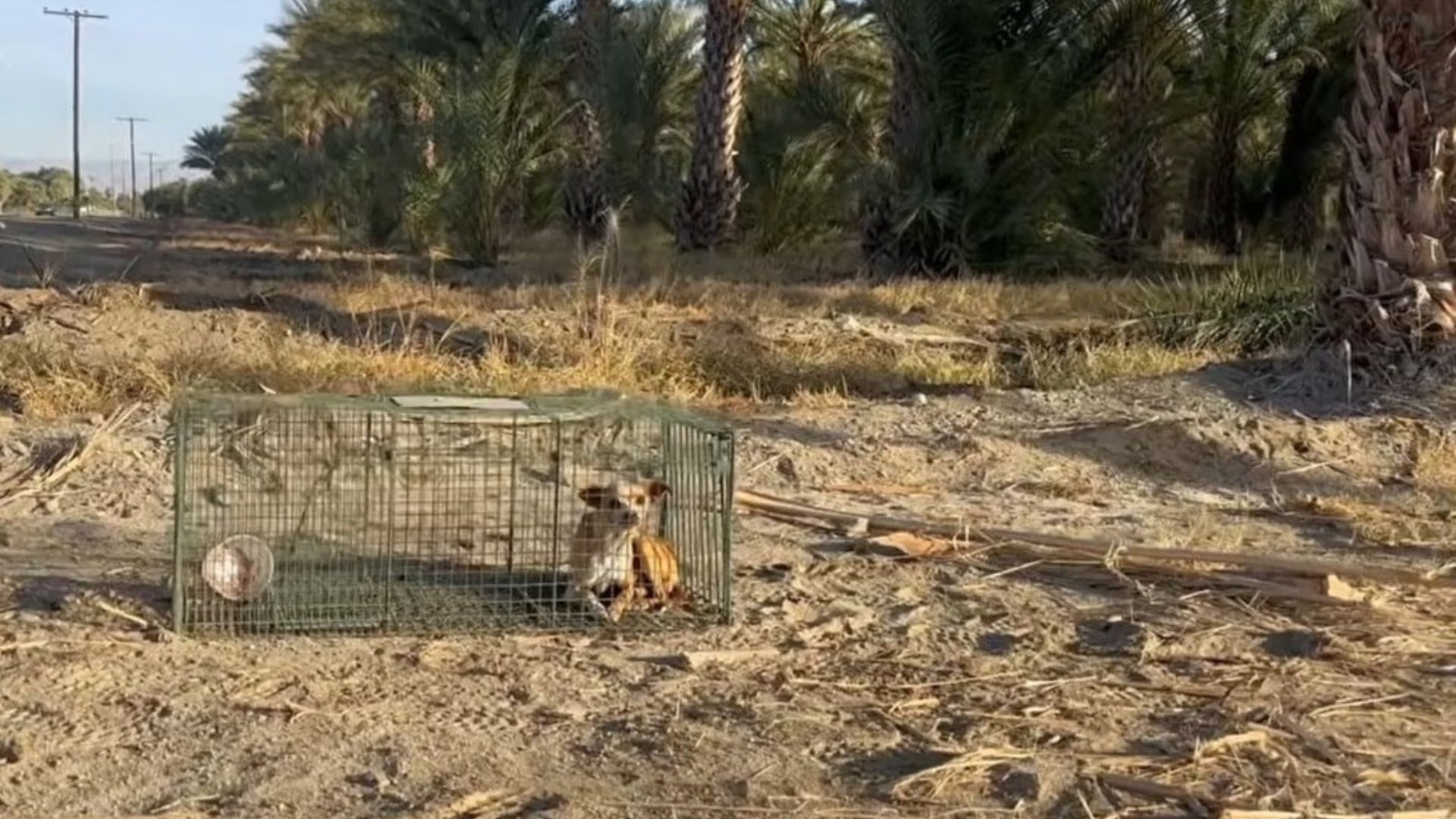 Timid Chihuahua Rescued From A Desert Struggles To Find A Forever Home