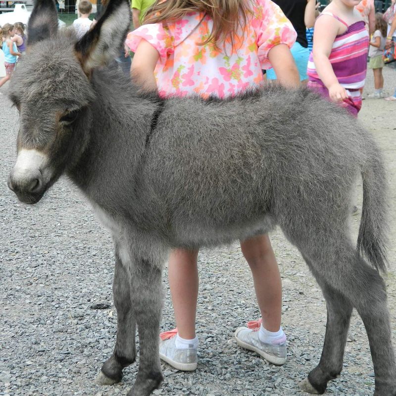 Small Spaces, No Problem For These Adaptable Animals