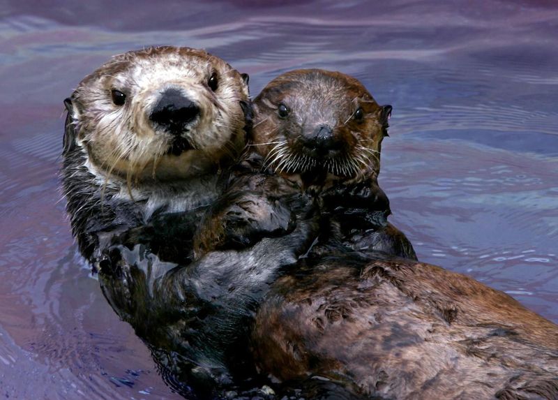 Conservation Wins: What's Behind the Otter Resurgence