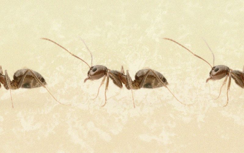 Rasberry Crazy Ant: The Erratic Invader