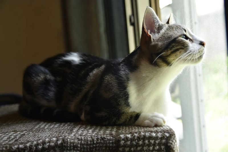 American Shorthair: The Classic NYC Roommate