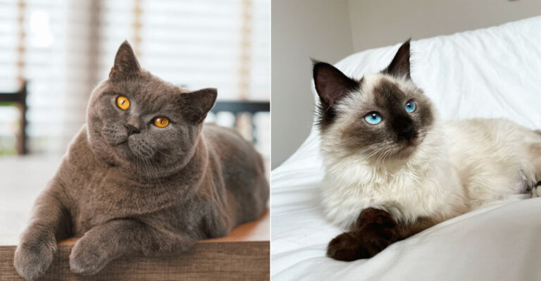 Top 10 Cat Breeds Perfect For Apartments In New York