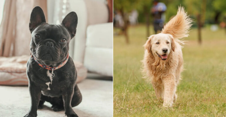 Top 10 Dog Breeds In Illinois (2025 Edition)