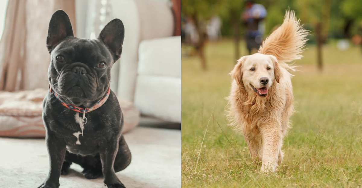 Top 10 Dog Breeds In Illinois (2025 Edition)