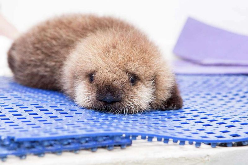 Baby Sea Otters