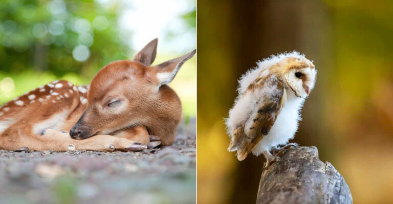 Top 10 Most Adorable Baby Animals In America
