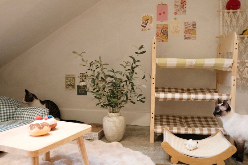 Nabi Cat Café – Santa Clara