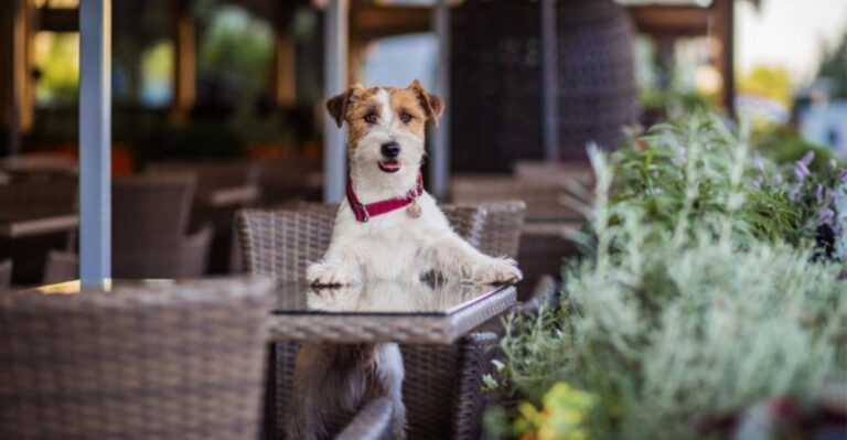 Top 13 Dog-Friendly BBQ Spots In Missouri To Check Out This Summer
