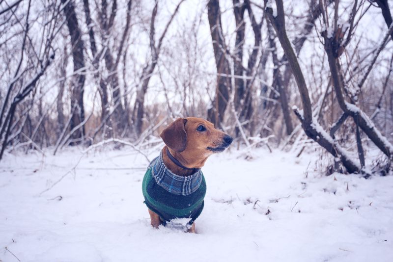 Massachusetts: Where Pet Insurance Makes Your Wallet Whimper