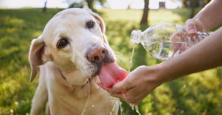 Top 15 Toughest States for New Pet Owners (Based on Costs, Climate & Laws)