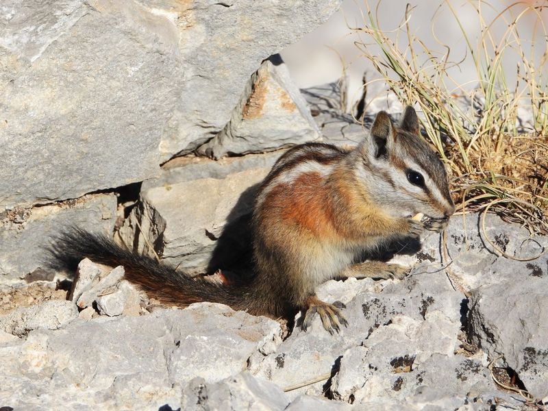 Nevada: Chipmunk Capital Of America