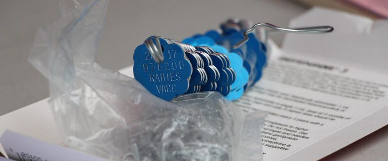 Handle Paperwork First: License & Rabies Tag Are Priority