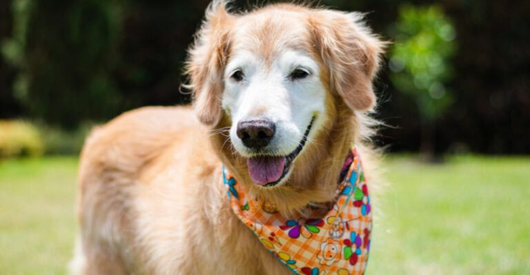Top 5 Tips For Adopting A Senior Dog In Massachusetts And The Best Breeds To Choose