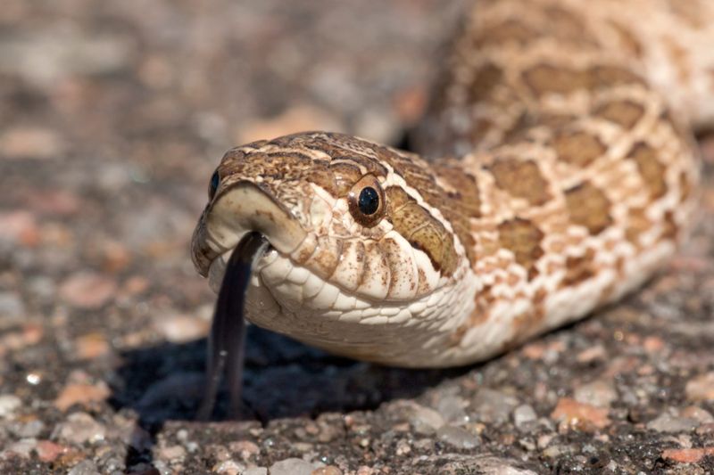 Western Hognose Snake: The Drama Queen