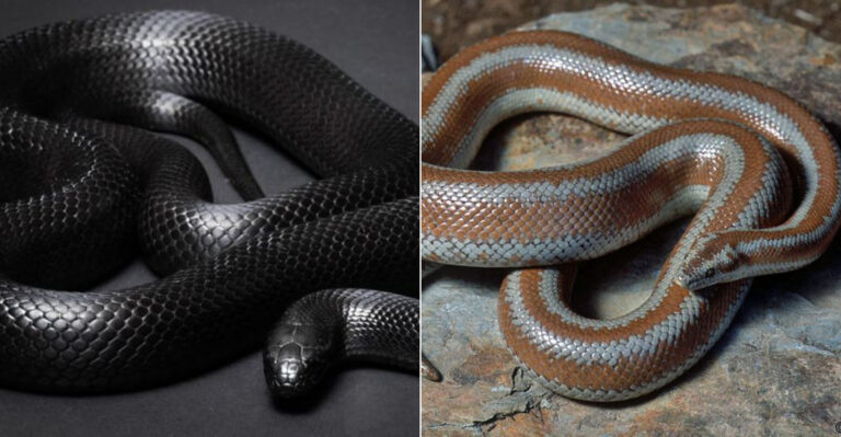 Top 7 Exotic Snakes That Flourish In Texas And Arizona’s Hot Weather