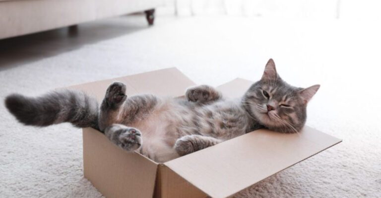 Top 7 Reasons Cats Make Ideal Pets For Massachusetts Residents