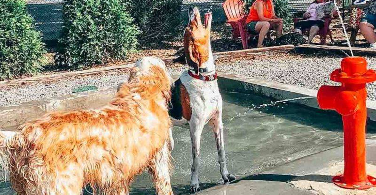 Top 8 Riverfront Dog Parks In Kentucky For Safe Splashing Adventures