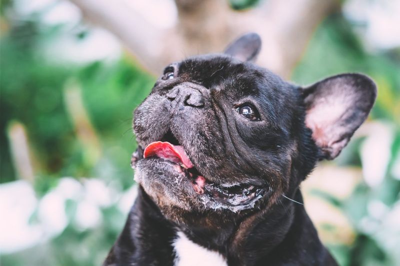 Know Your Dog's Risk Factors