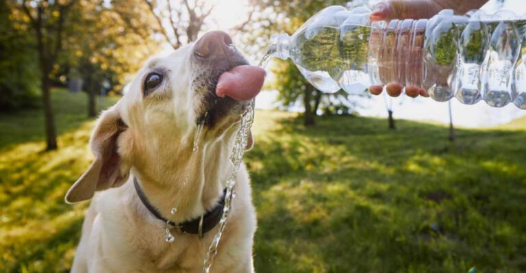 Top Tips To Keep Your Furry Friend Cool During Arizona Summer Heat