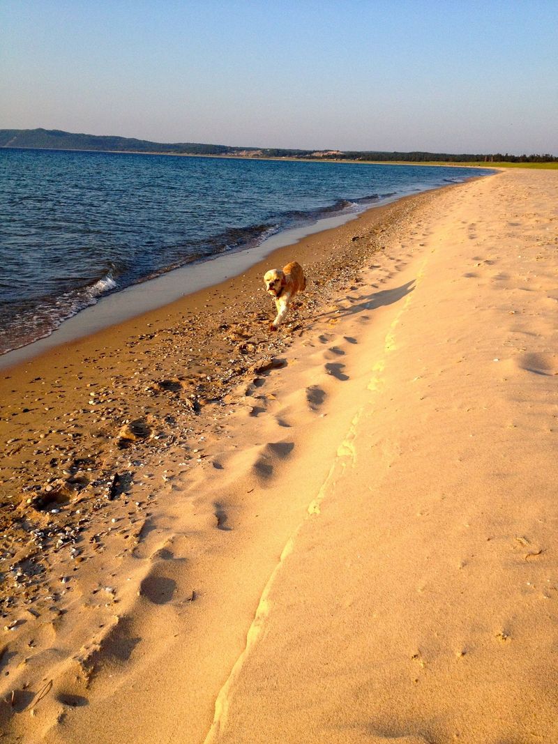 Lake Charlevoix's Dog-Friendly Shores