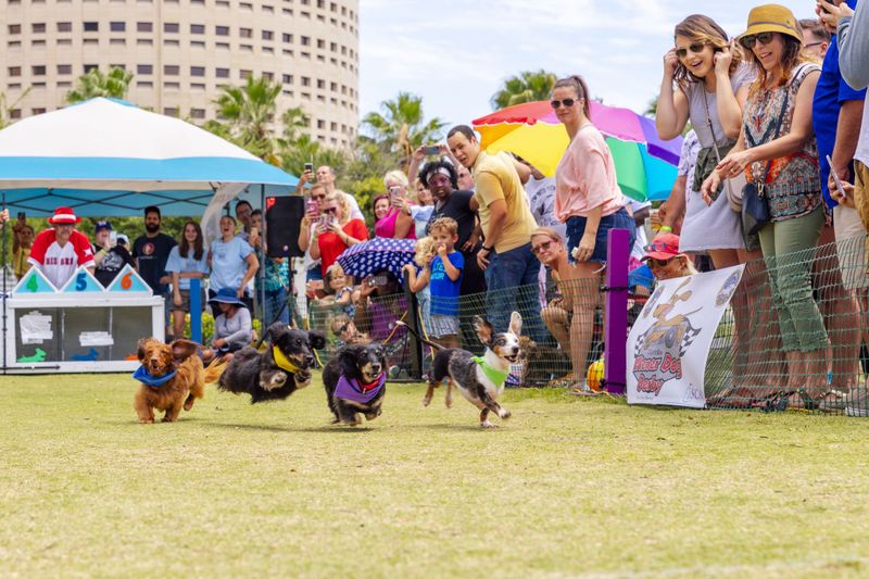 Festival Fur-Celebrity