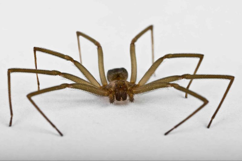 Separating Myths From Facts About Illinois Brown Recluses