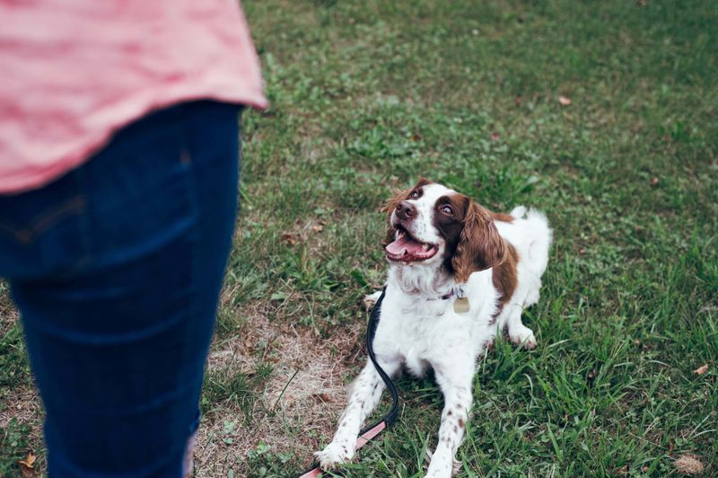 Senior Dogs Can Learn Plenty