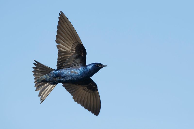 Purple Martin