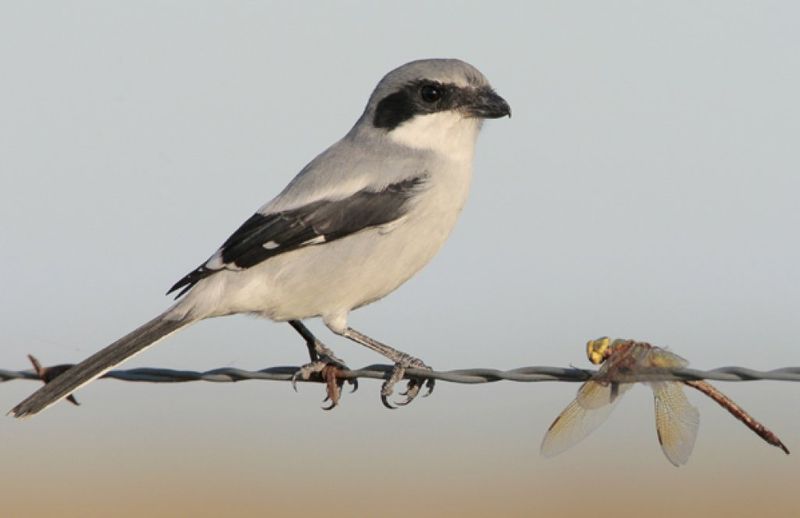 San Clemente Island Loggerhead Shrike – San Clemente Island