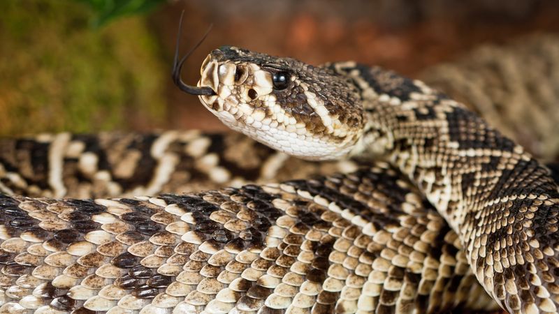 Savannah River's Slithering Surprises