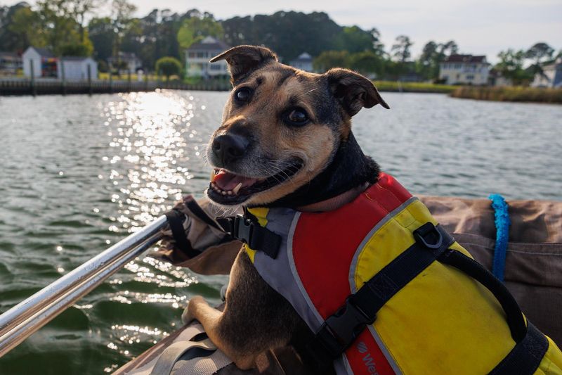 Captain Canine