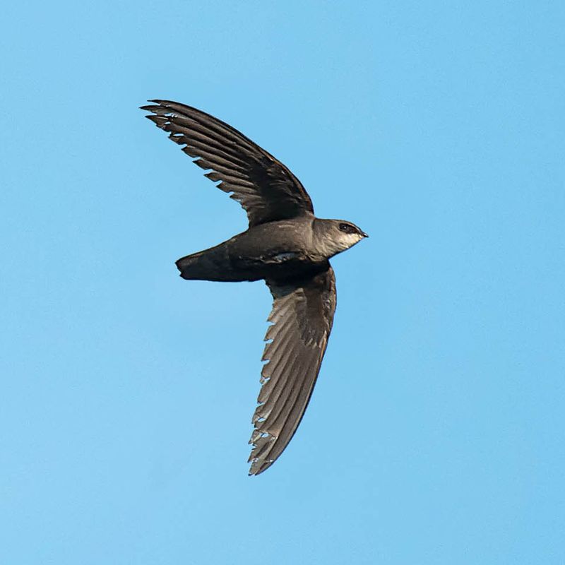 Chimney Swift