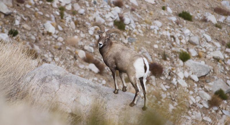 Sierra Nevada Bighorn Sheep: Cliff-Climbing Champions