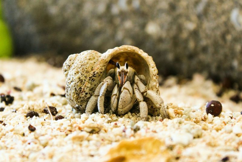 Hermit Crabs