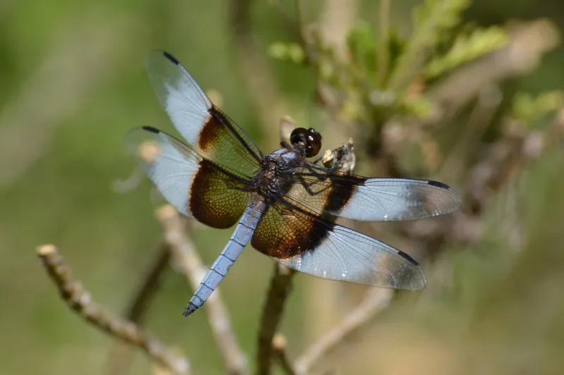 Widow Skimmer: The Blue-Banded Beauty