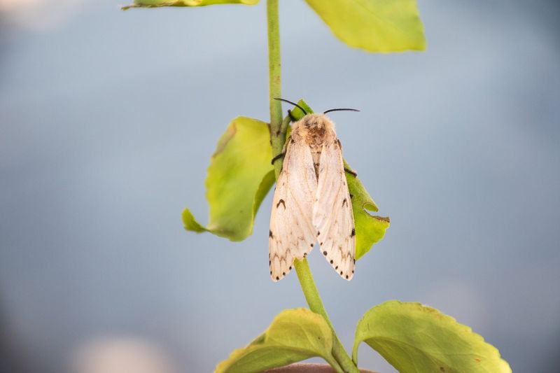 Virtual Wings: Moths of Washington Webinar