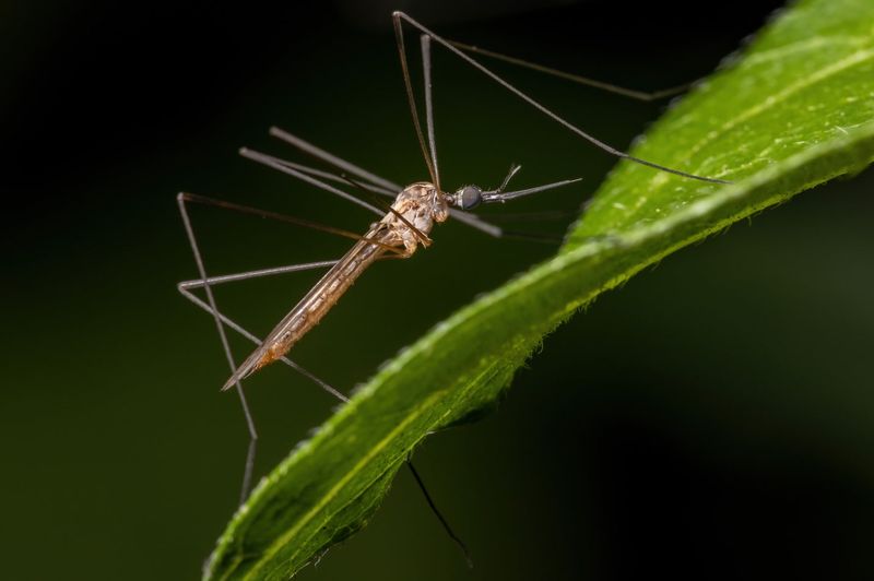 Crane Fly: The Mosquito Impersonator