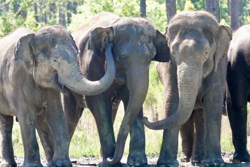 White Oak Conservation – Yulee