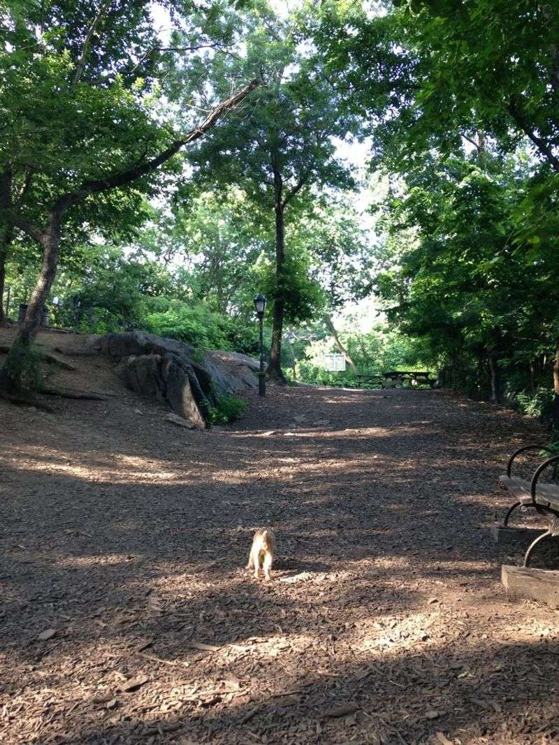 St. Nicholas Park Dog Run: Harlem's Uptown Hangout