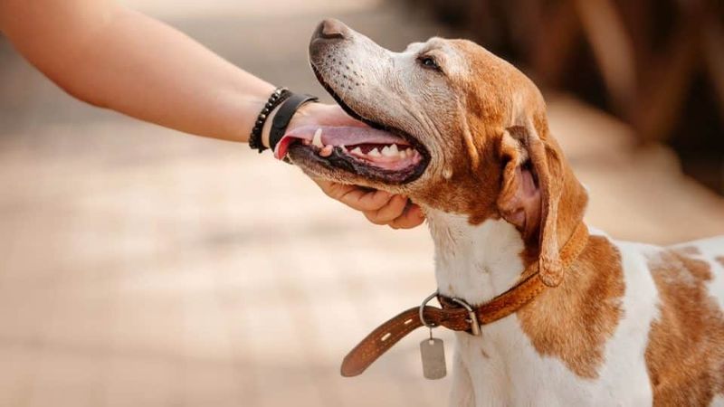 Be Prepared for the Dog License Requirement