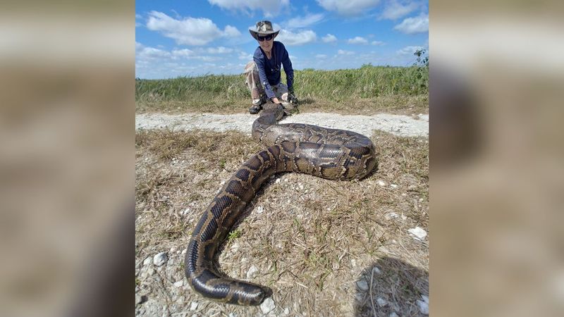 Confronting Burmese Pythons