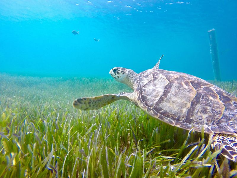 Critical Role In Ecosystem Health