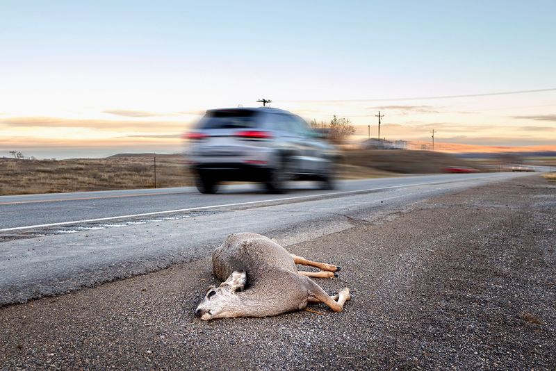 Roadkill Collection Restrictions