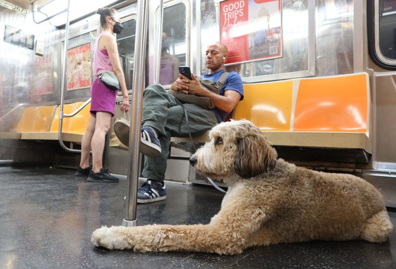 Subway And Metro Mavens