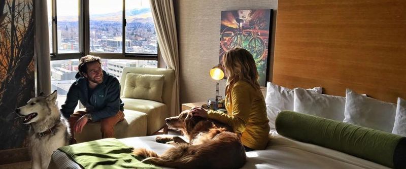 Research Dog-Friendly Overnight Options